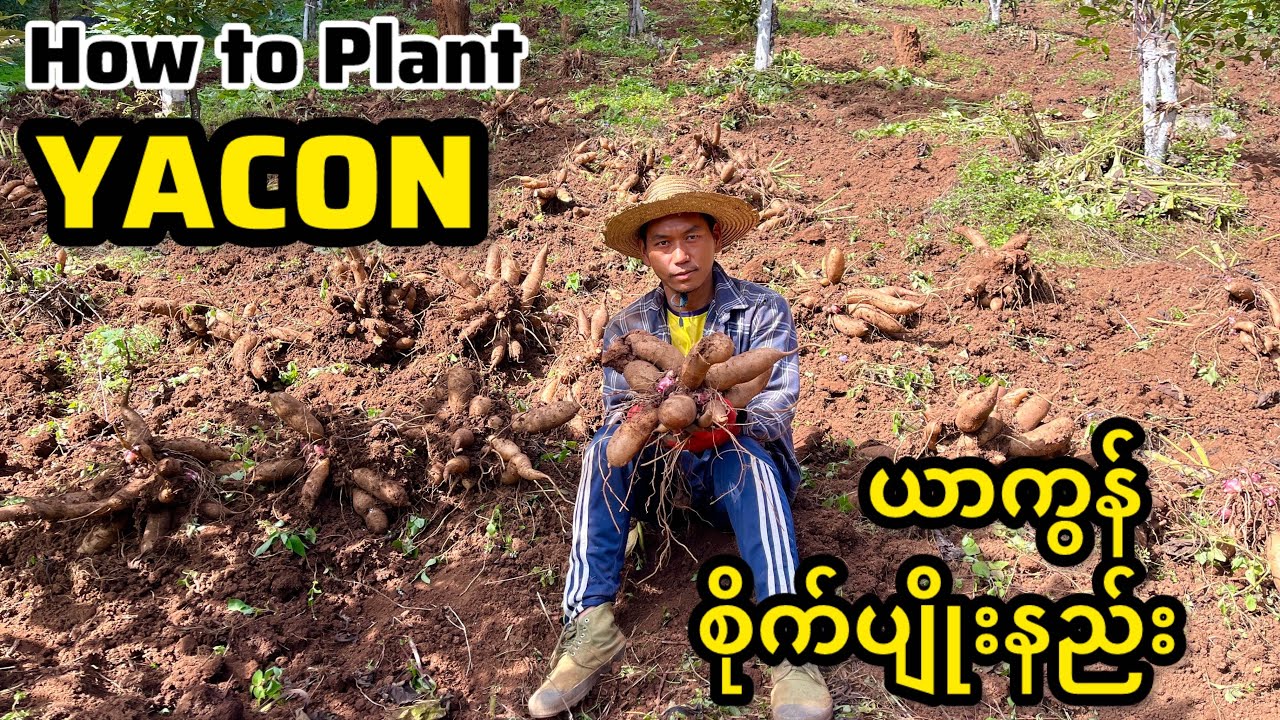 ယာကွန်မျိုးဥ ထိန်းသိမ်းနည်း နှင့် စိုက်ပျိုးနည်း | How to Plant Yacon