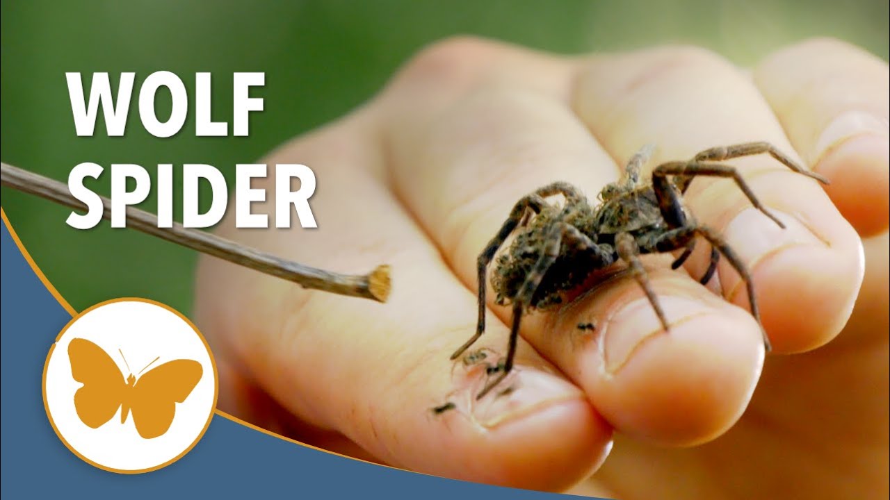 Wolf Spider with Babies -  Arachnophobes Nightmare #wolfspider