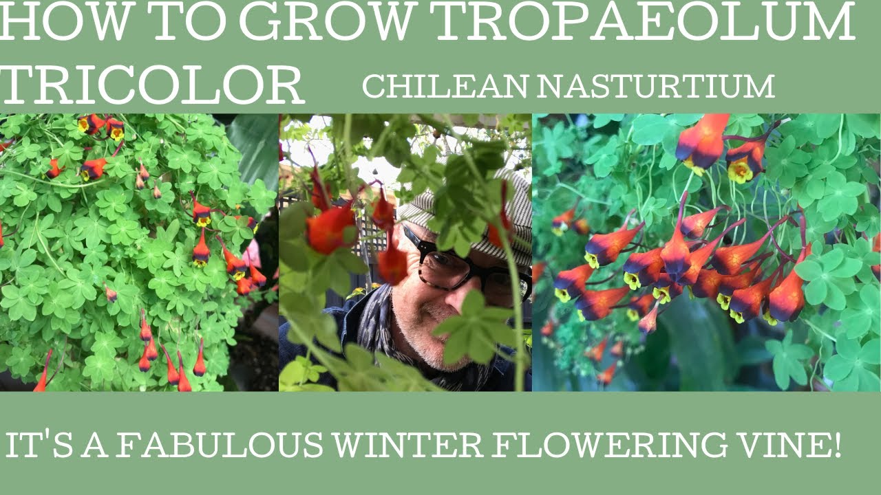 How to grow and care for Tropaeolum tricolor or Chilean nasturtium!