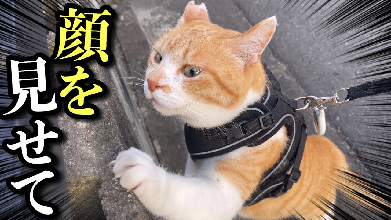 Кот, жаждущий увидеть кошку в гостях