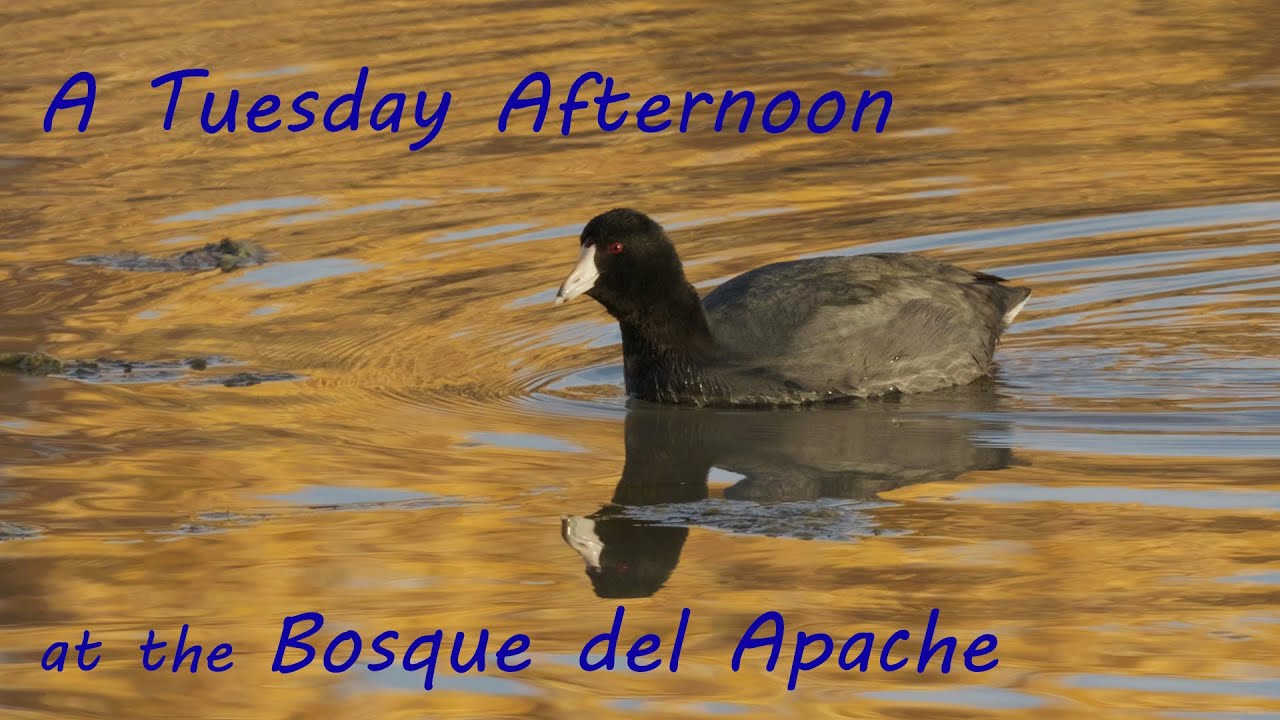A Random Tuesday at the Bosque del Apache