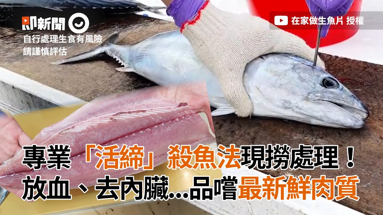 專業「活締」殺魚法　放血去內臟...品嚐最新鮮肉質｜漁獲｜生食｜魚肉