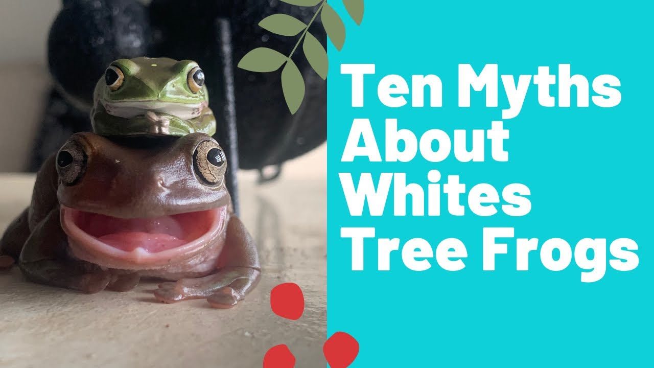 TEN MYTHS ABOUT WHITES TREE FROGS