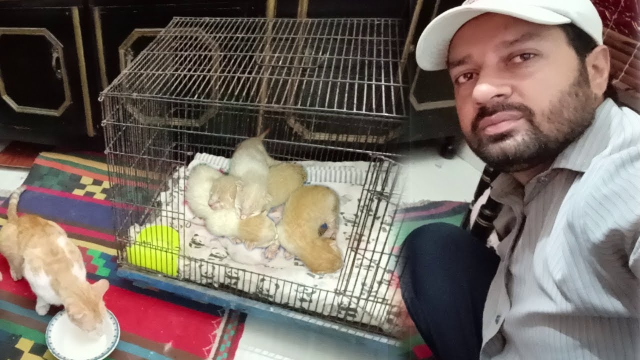 Cat Billo Rani Ka Bacho ko Cage Mein Rakha Diya - Cage Box For Cat Babies