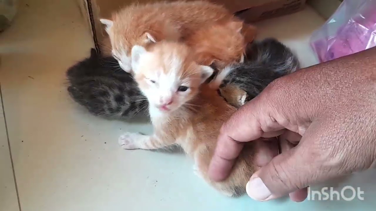 5 ANAK KUCING