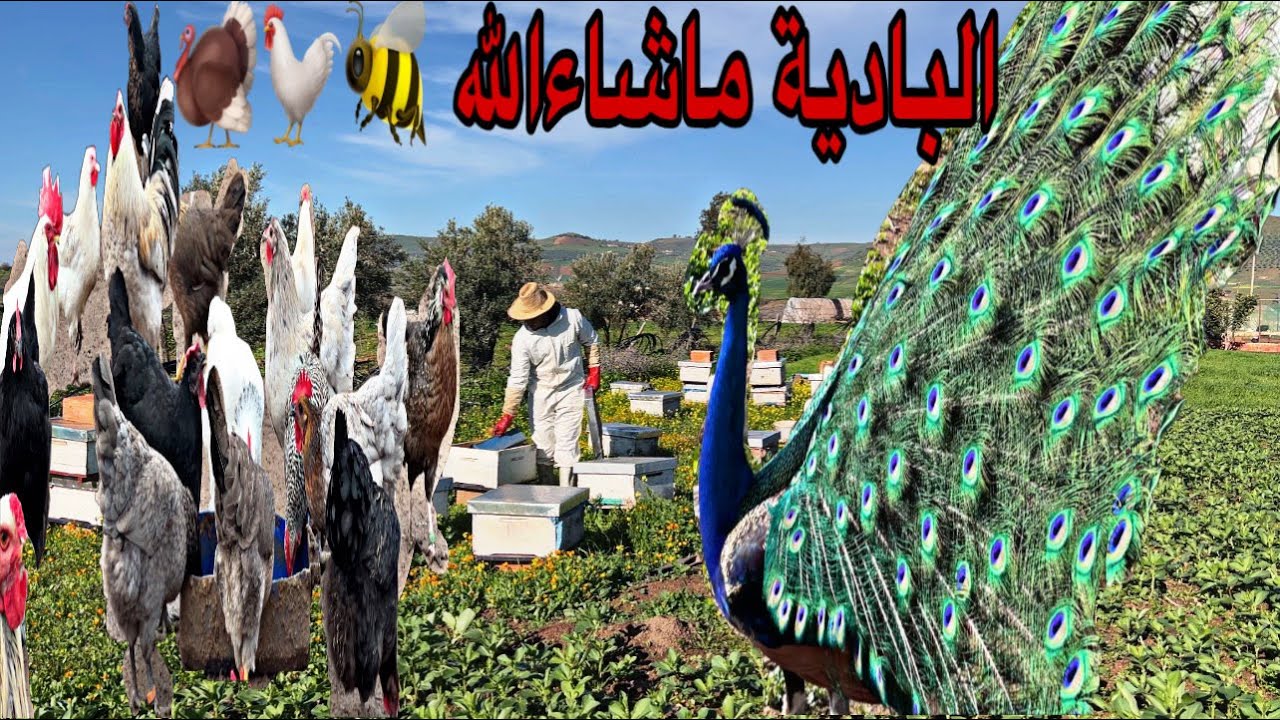 أجواء العمل في البادية مشروع تربية الدجاج فين وصلت في تربية النحل