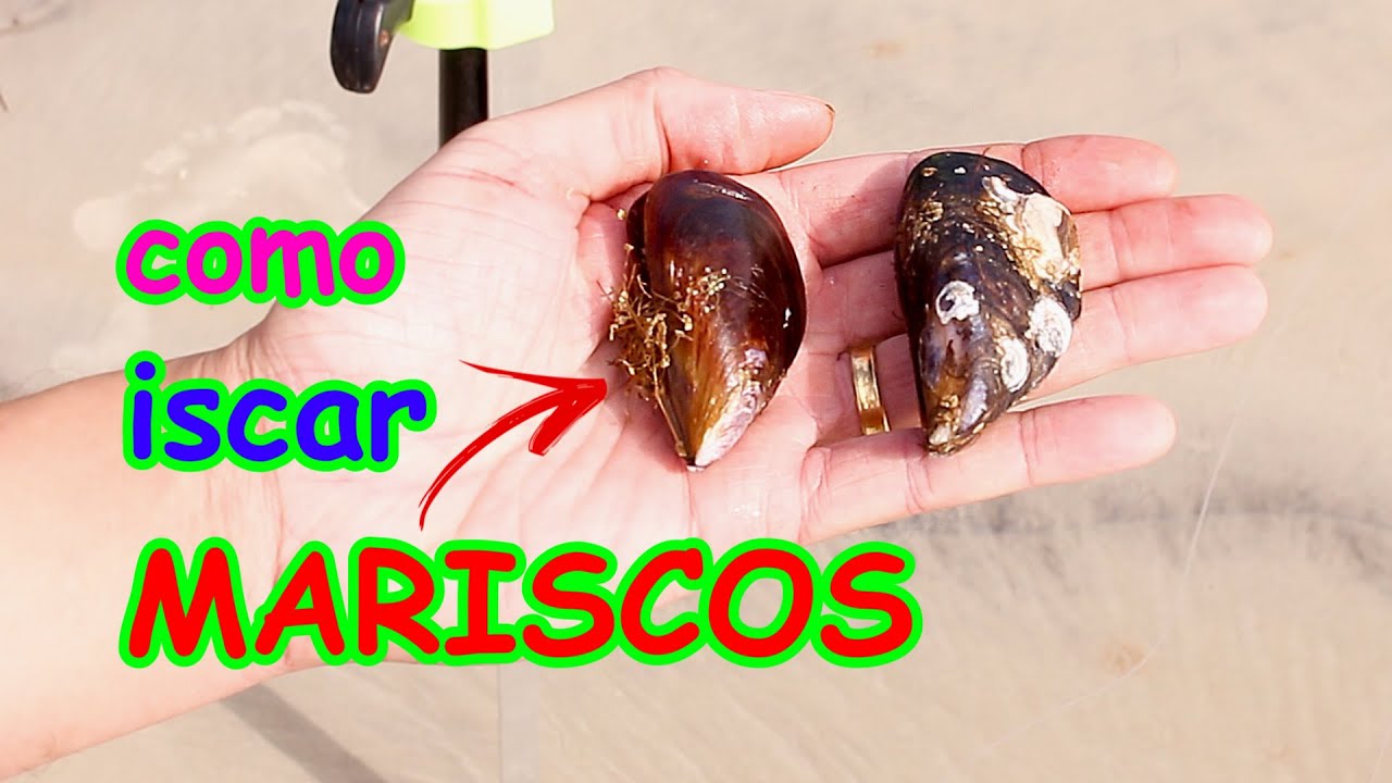 como iscar MARISCO DA PEDRA - os SARGOS não resistem!!!