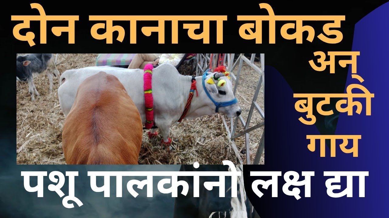 Krushak  | शेळी मेंढी  कोंबडी पालकांनो लक्ष द्या | एकदा पाहून या #कृषीप्रदर्शन #बारामती 