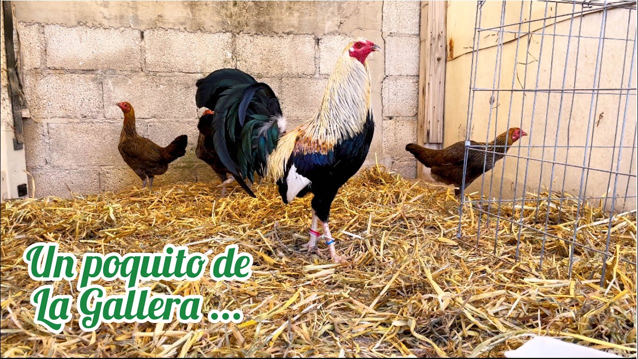 POR FIN, un poco de la gallera ...