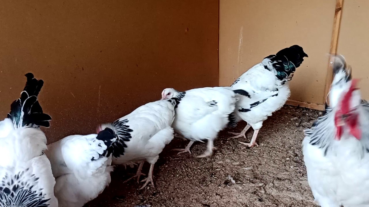 Layt süsex yumurta tavuğu salma tavukçuluk süstavuğu özelliği