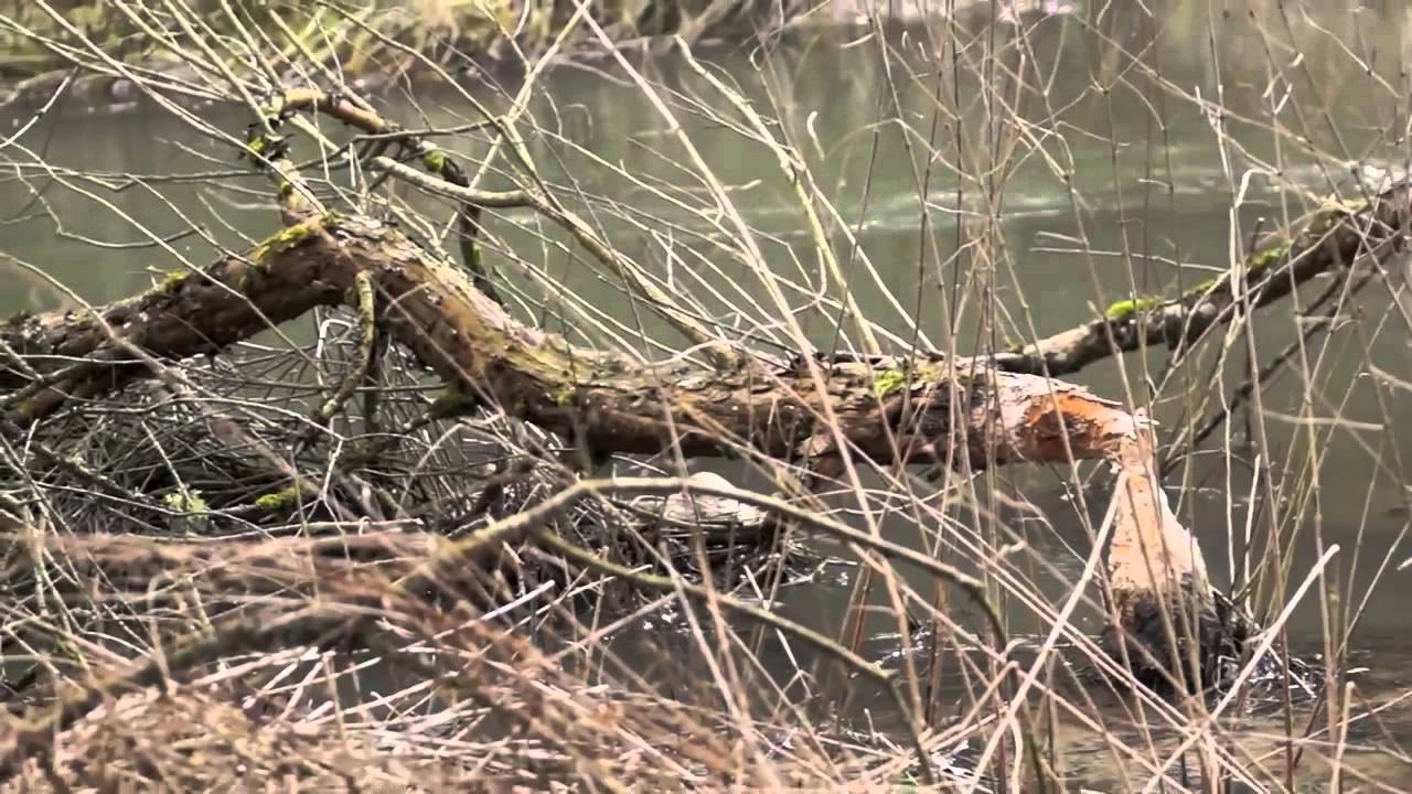 Die atemberaubende Schönheit der Märzenbecherblüte im Lautertal und Wolfstal
