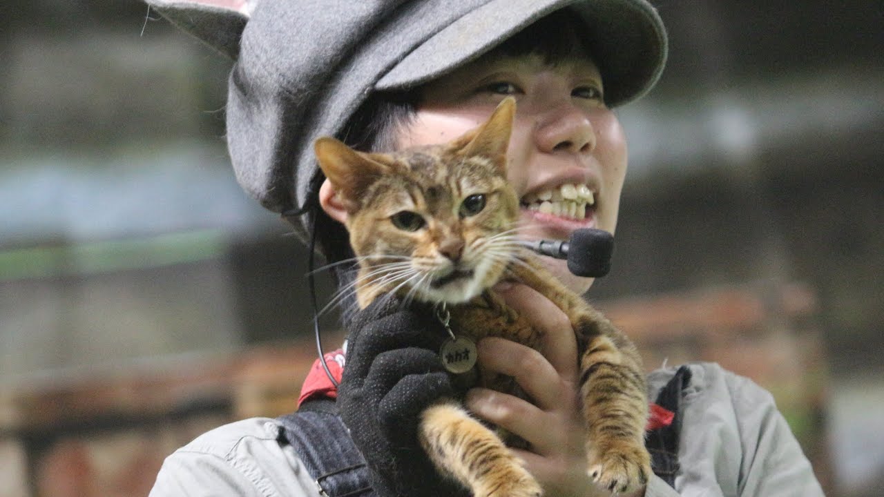 なかなか見れない猫によるショー　ザ・キャッツ　完全版　那須どうぶつ王国へ行って来ました！　2019年7月6日