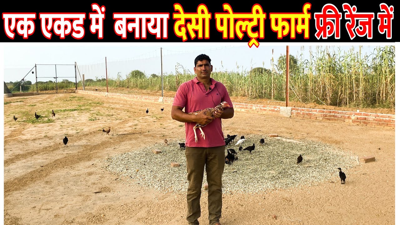 एक एकड का Free Range Desi Poultry Farm | Free Range Poultry Farming