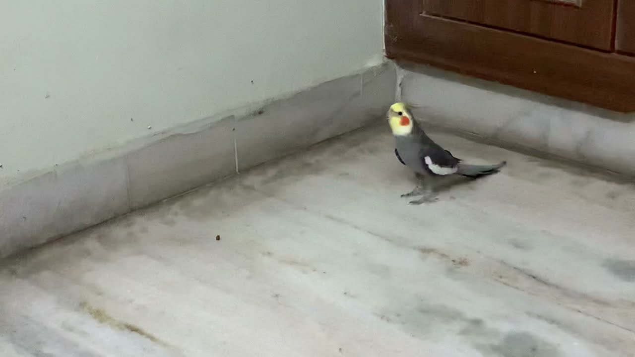 Cockatiel screaming - Loud cockatiels - Cockatiel call - cockatiel calling it&rsquo;s mate - shouting bird