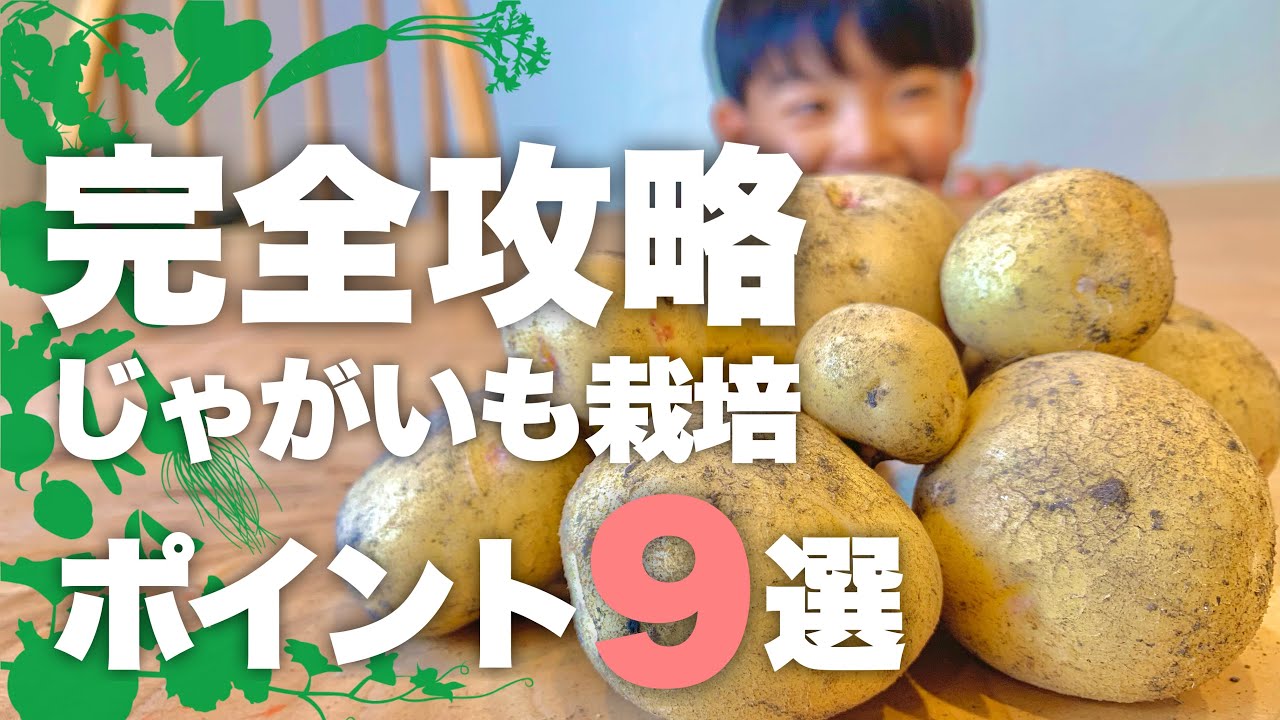 【油断禁物】プランターで春じゃがいも栽培基本テクニック9選|ジャガイモの育て方