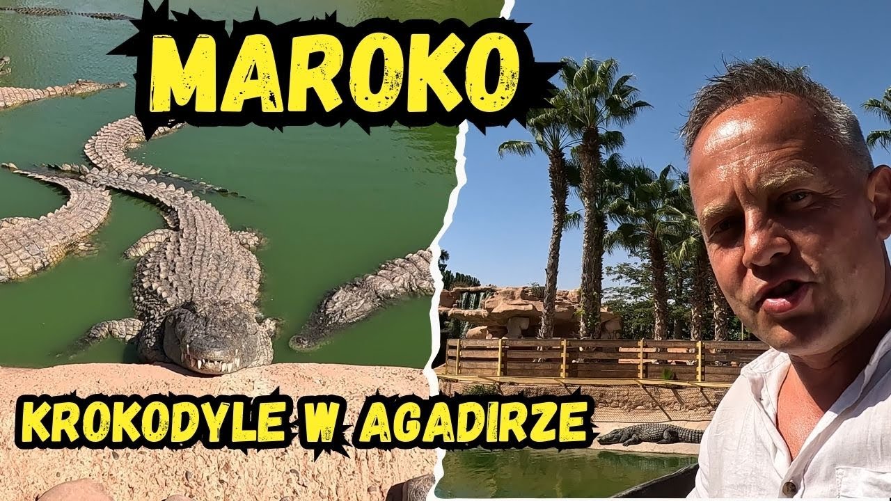 Krokodyle w Agadirze?! Ostatni Dzień w Maroku z Drapieżnikami 🐊😱