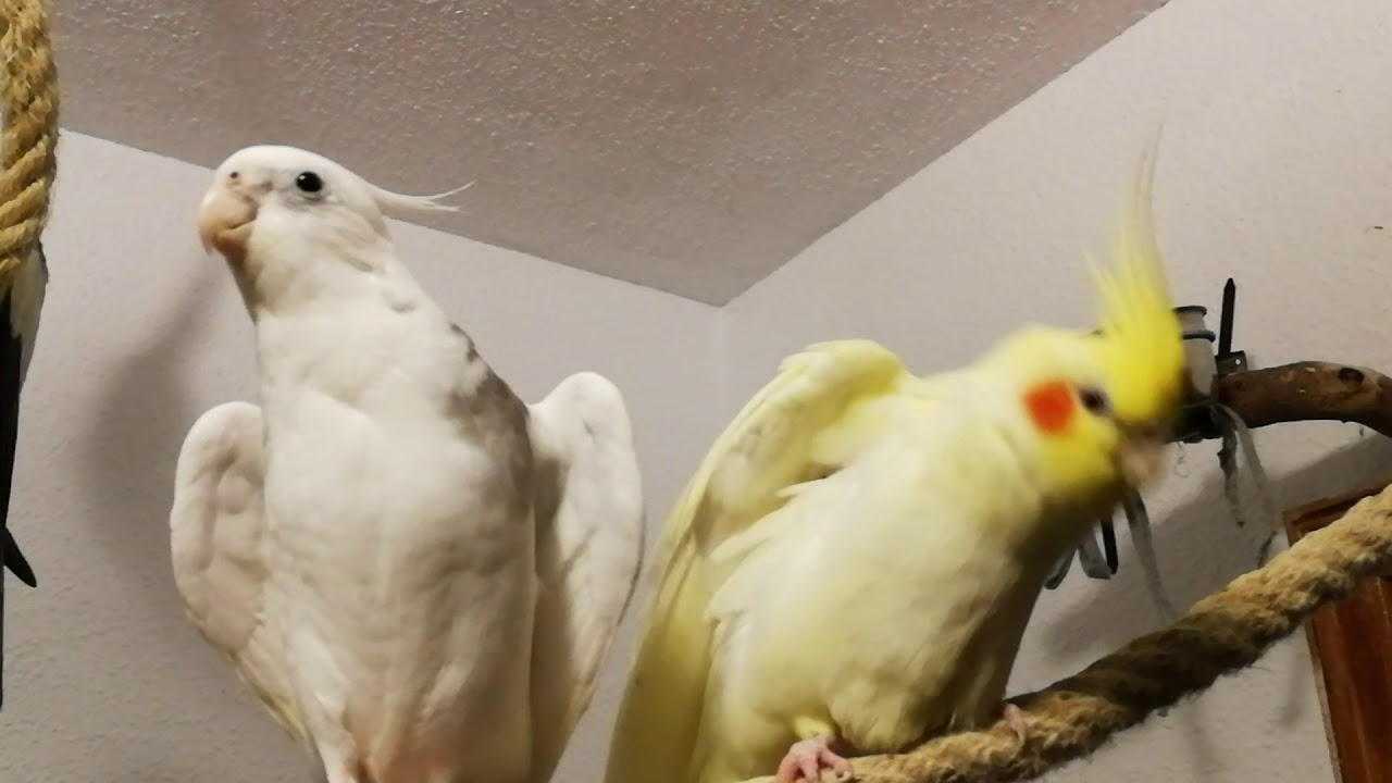 Ninfa  macho(dansi) cortejando a hembra (Patty)