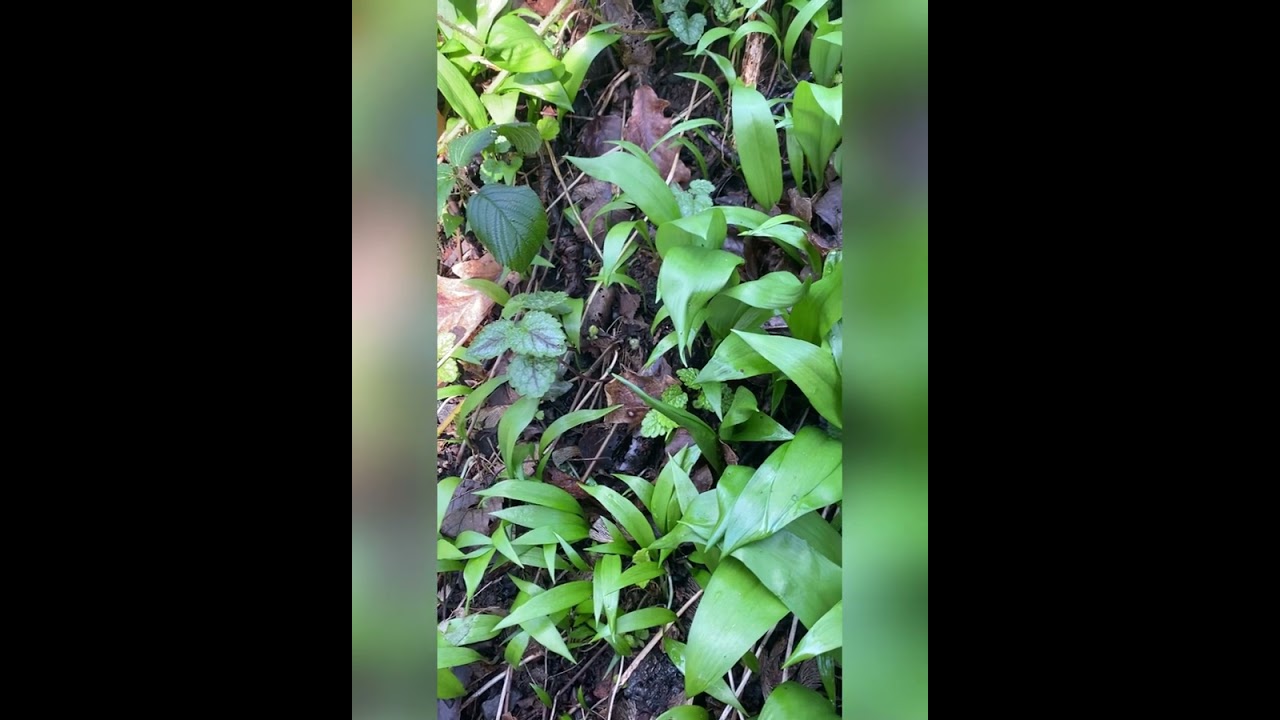 Wild garlic identification