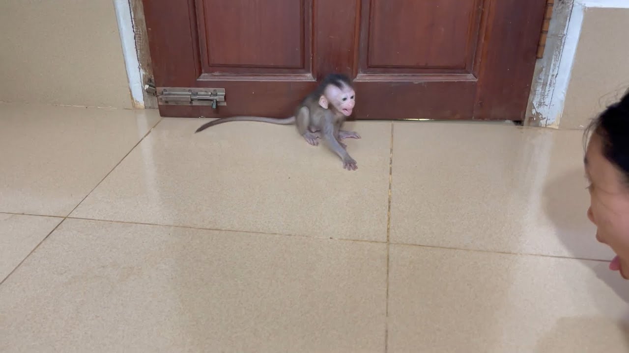 BB mnkey sc..eam anqrrii mom at the wall while mom testing her