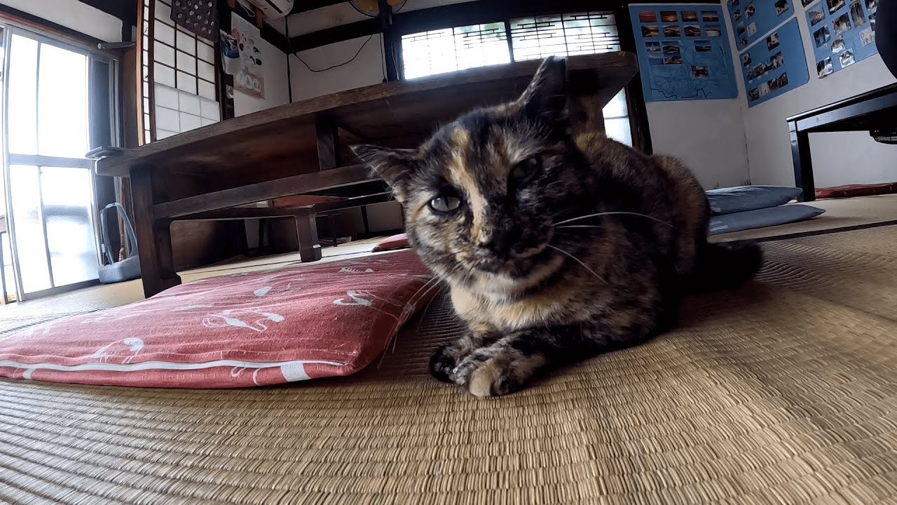 男木島　来客用の座布団を温めるサービス精神旺盛なサビ猫ちゃん、むせながらも律儀にお出迎えしてくれました