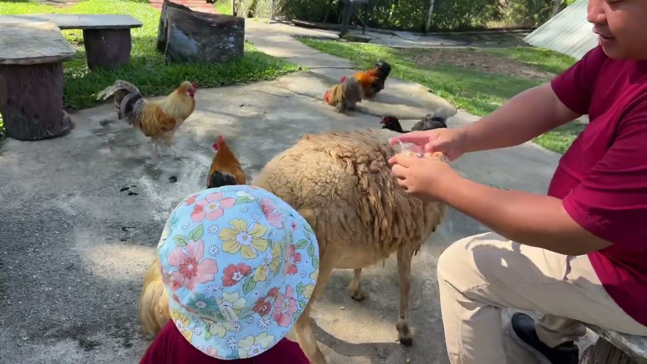 Anak Tumatik Mahu Jadi Bos Ayam Kampung Dan Kambing