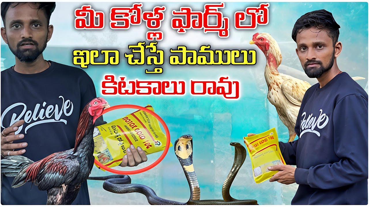 మీ కోళ్ల ఫార్మ్ లో ఇలా చేస్తే పాములు రావు 😍|| how to get rid of snakes in your farm