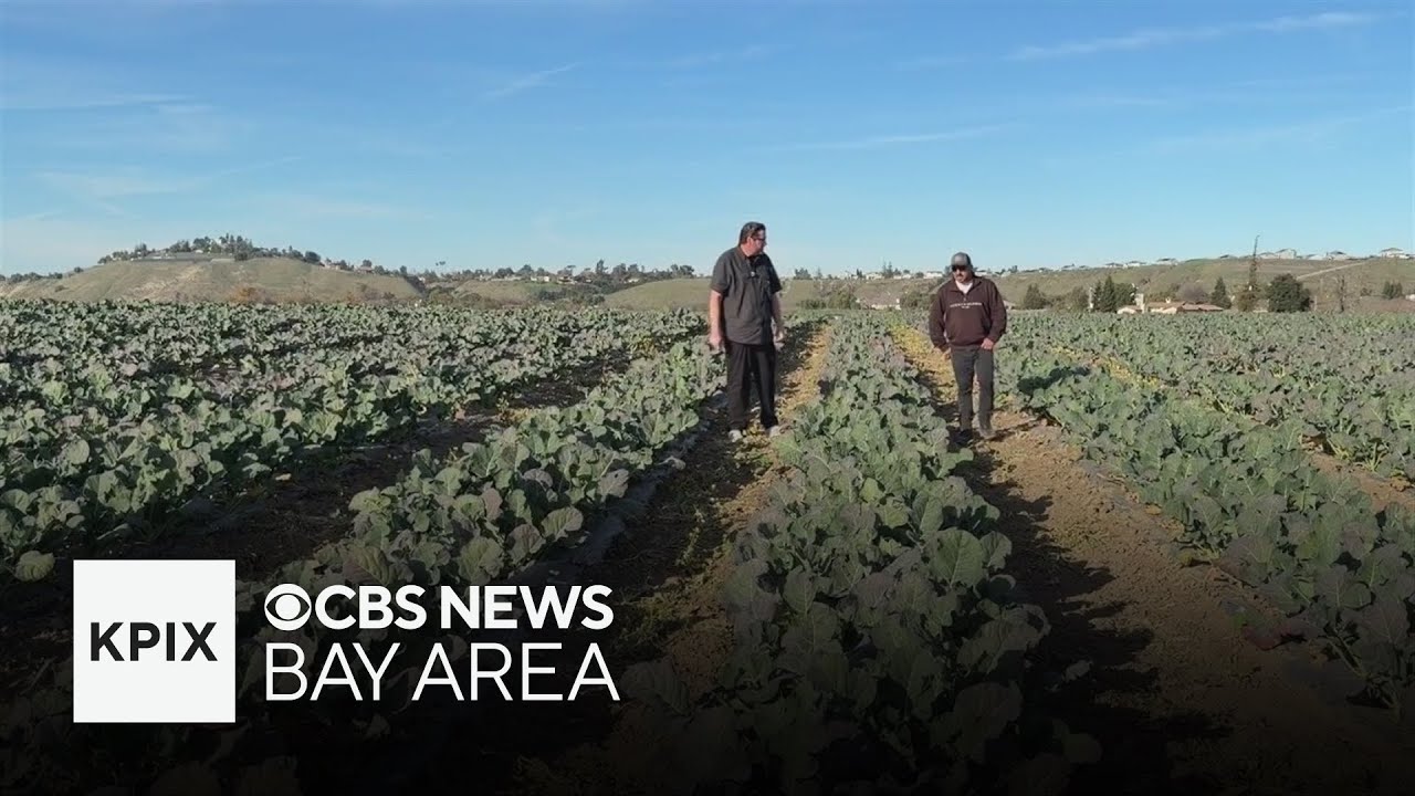 Central Valley produce goes unharvested as immigration arrests keep workers away