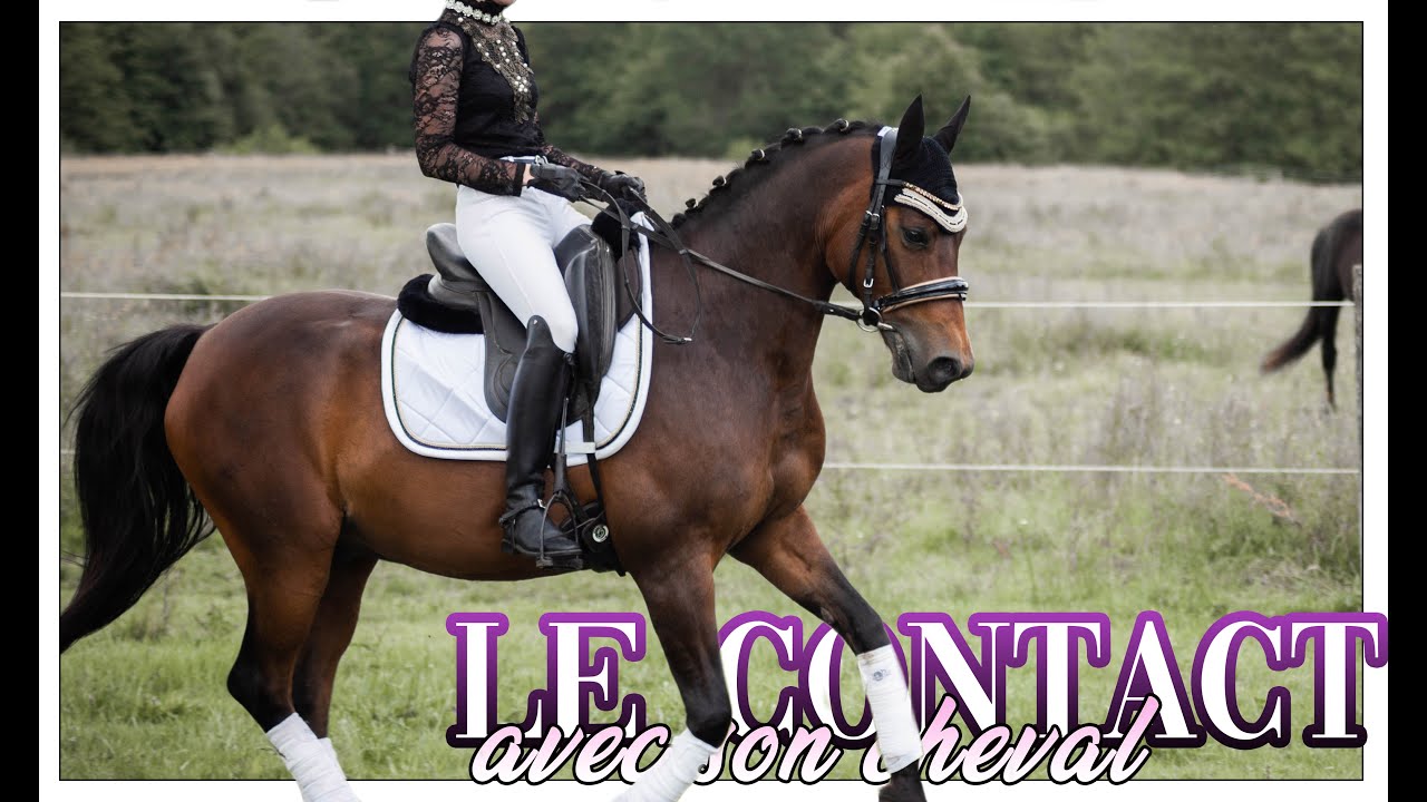 LA QUALITÉ DU CONTACT ? - SÉANCE COMMENTÉE - PASSION DRESSAGE ♥