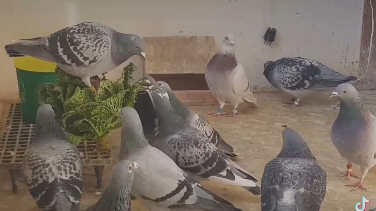 Essential Secrets for Racing Pigeon Success!