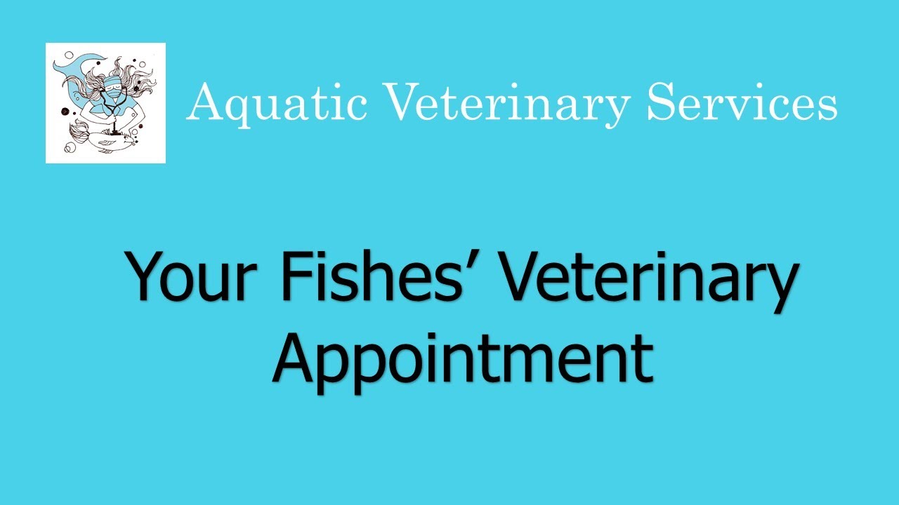 Aquatic Veterinary Services - Fish Appointment Video
