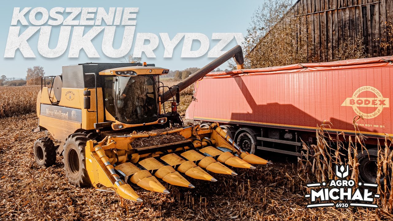 Dzik w Kukurydzy ✔czyli Żniwa kukurydziane 2021✔New Holland CS6080