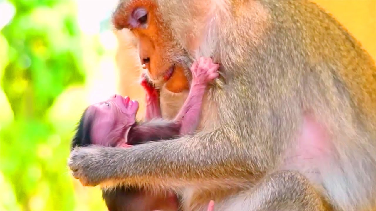 OMG..! The Little Hungry Macaque Begging Mommy To Open Milkshop While saying No Milk Available
