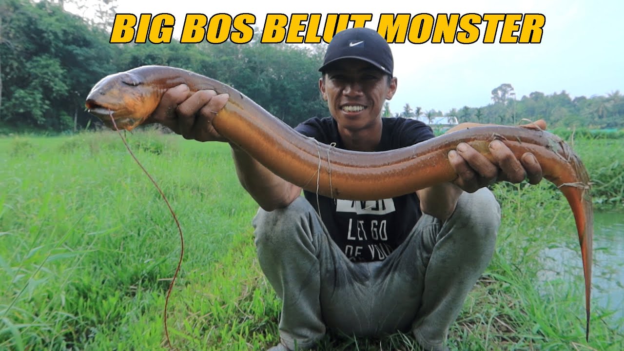 REKOR STRIKE BELUT MONSTER JOKI TOPAN