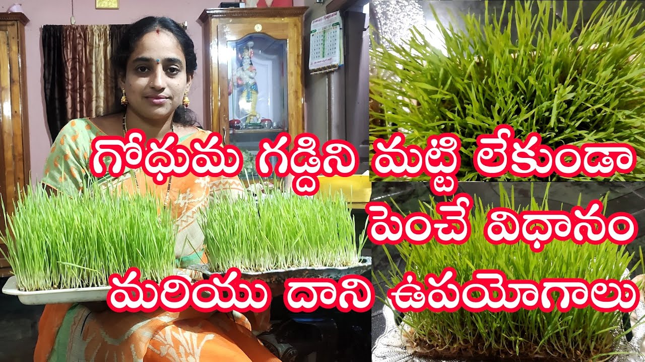 గోధుమ గడ్దిని మట్టి లేకుండా పెంచే విధానం & ఉపయోగాలు  ||  Growing wheat grass and its uses