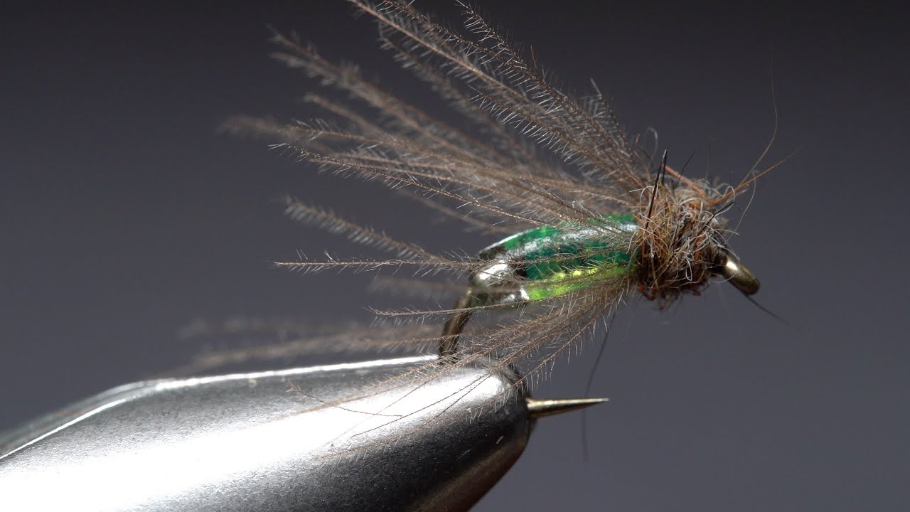 Shiney Hiney Caddis Pupa