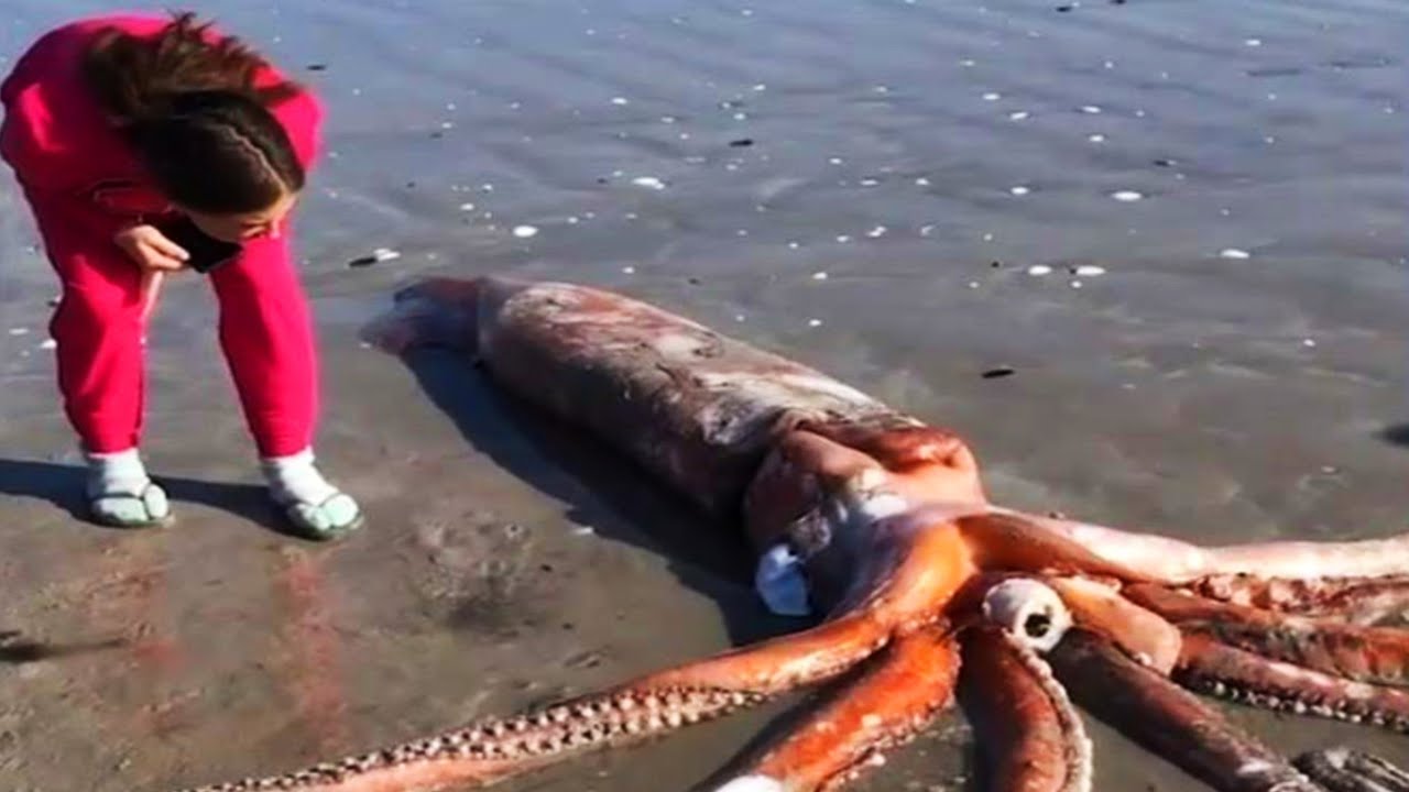 7 Animais Invertebrados que Voc&ecirc; N&atilde;o Conhecia