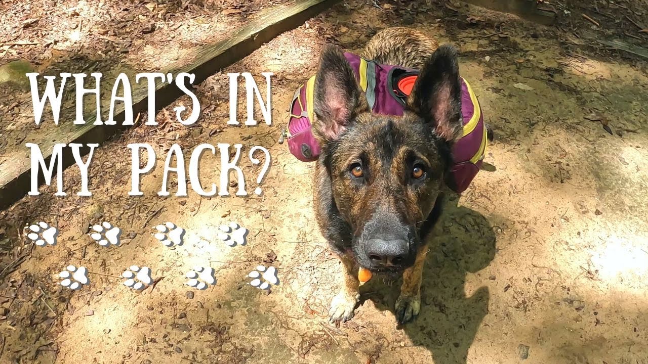 Gear My Dogs Take Backpacking