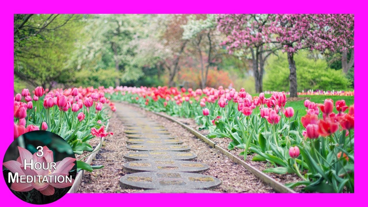 Tulip Garden Path | Calming Piano Meditation & Sleep Music | 3 Hours