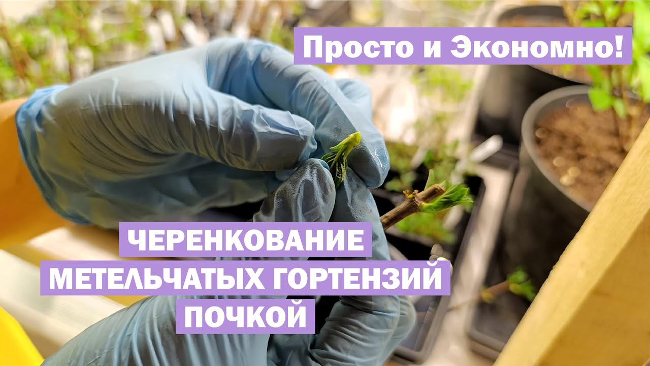 Чем заняться после обрезки? ЧЕРЕНКОВАНИЕ ПОЧКОЙ метельчатых гортензий