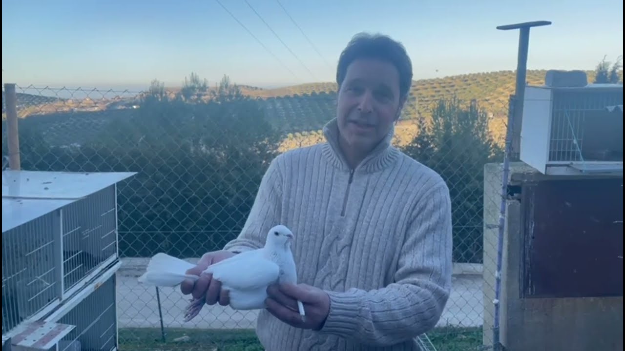 PALOMAR DE SERGIO Molina. Nos Enseña el Palomo que cría el  (Buchón Marteño)