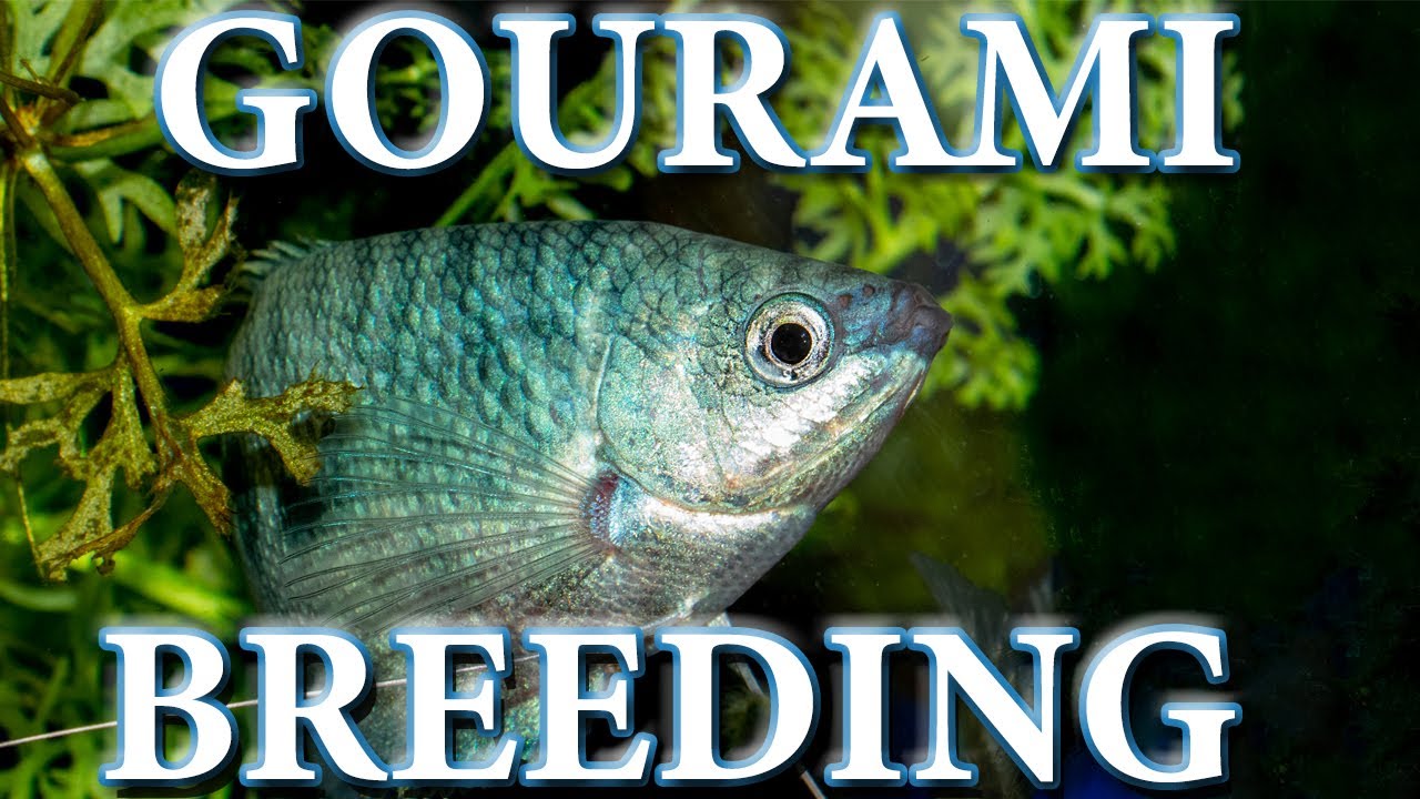 HOW I BRED GOURAMIS (OPALINE)