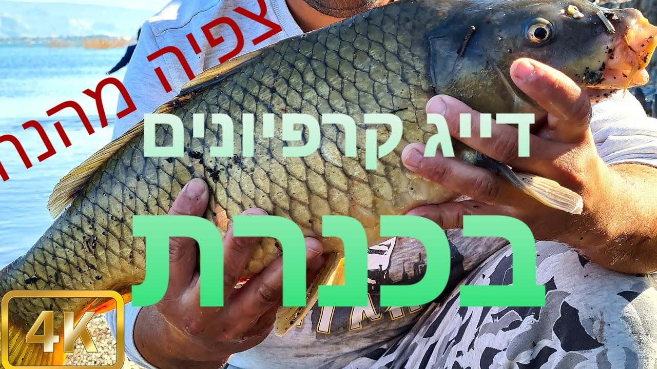 דיג קרפיונים פברואר 2021 |carp carp fishining