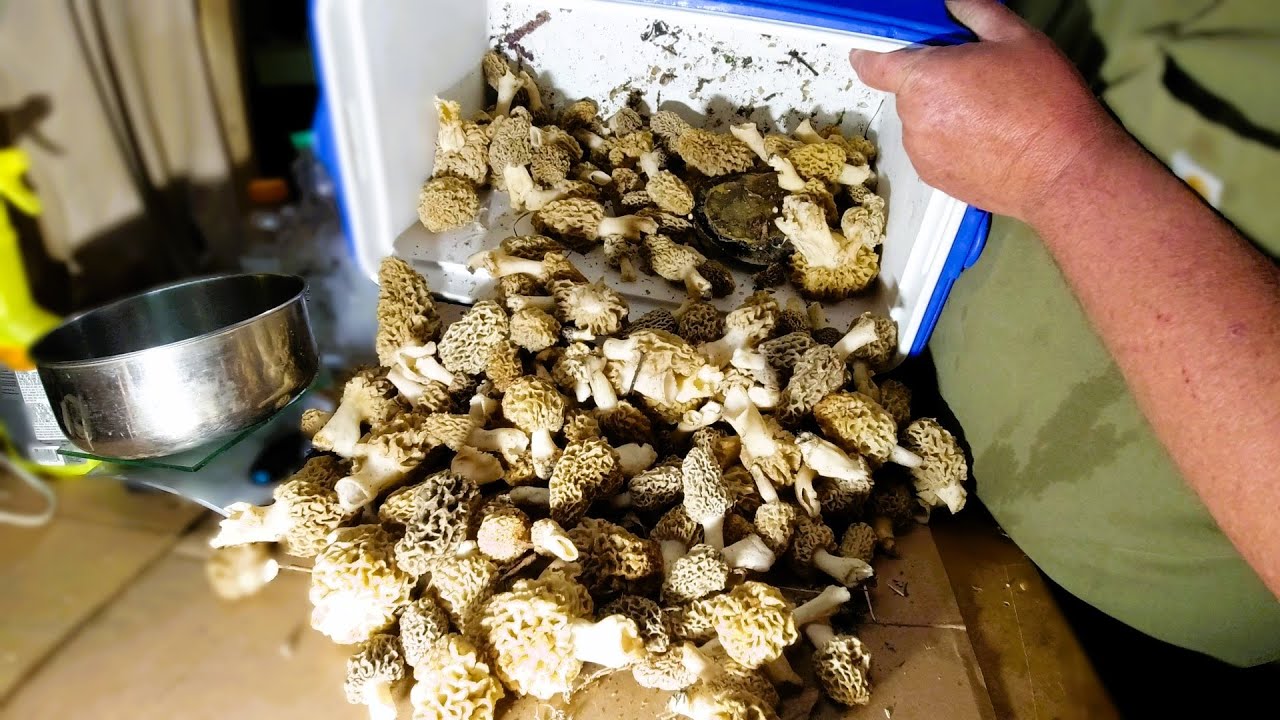 How to find Morel Mushrooms  ...Chaos in the Mycelium !