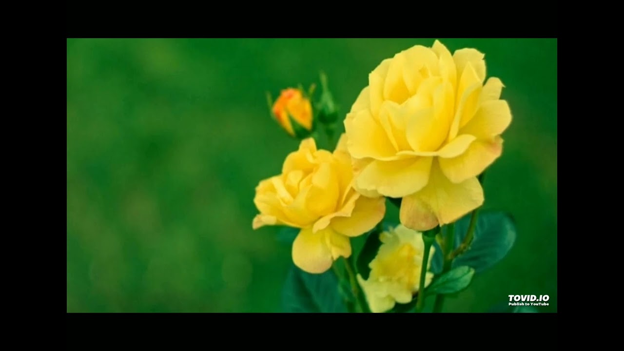 You Start Dying Slowly by Pablo Neruda