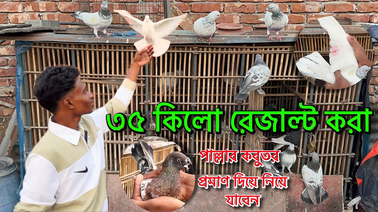 ৩৫ কিলো ওপেন সাইড।রেস খেলা কবুতর পরে গেলো।