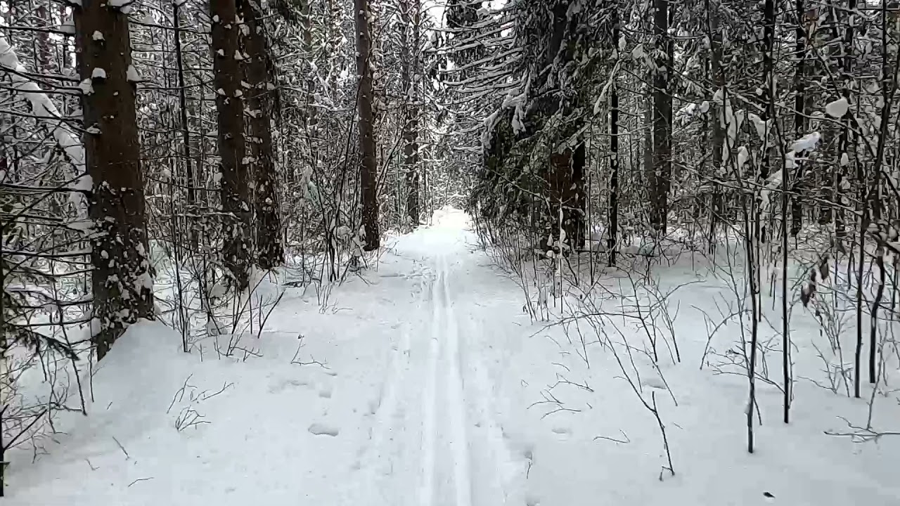 Александровский лес