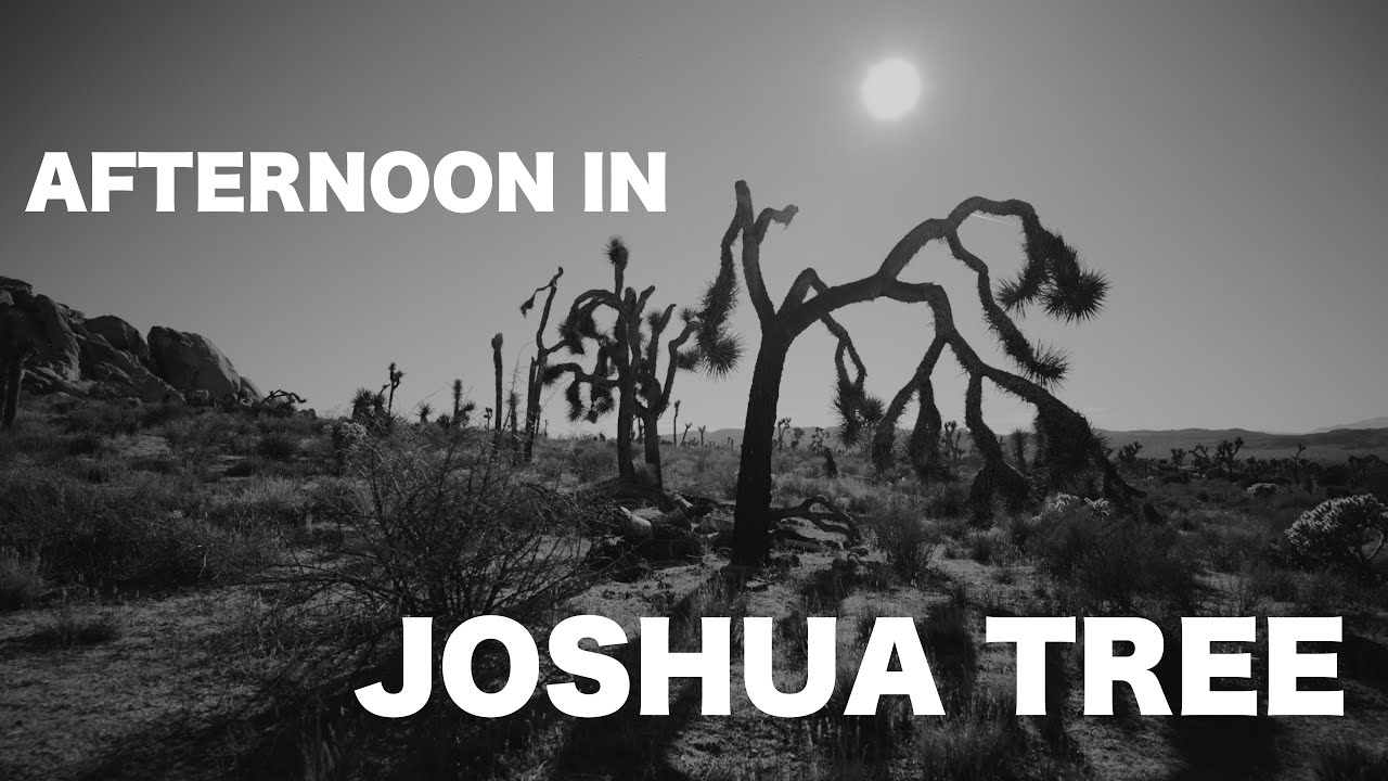 NIkon ZR | An Afternoon in Joshua Tree