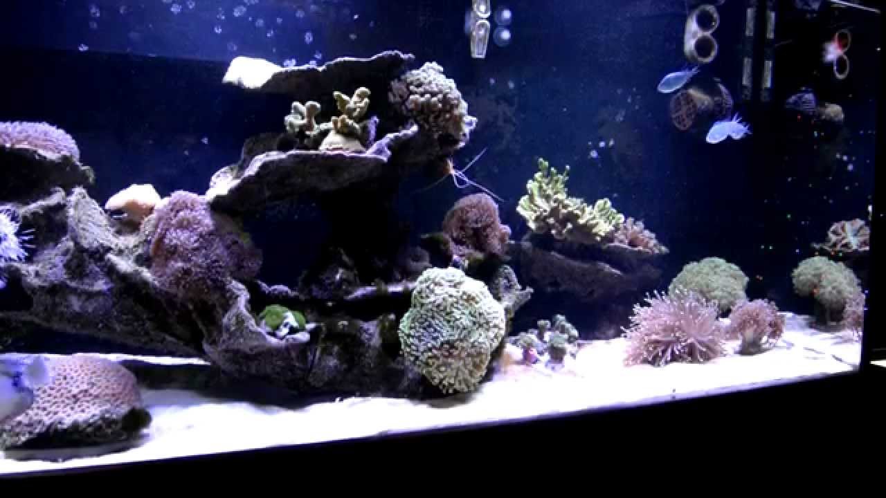 ReefDVMs Aquarium Update