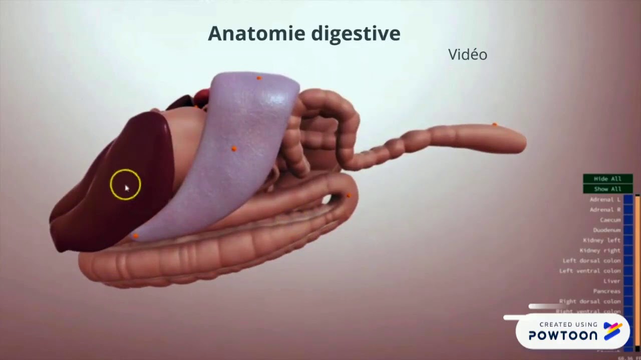 Anatomie digestive du cheval - Elodie