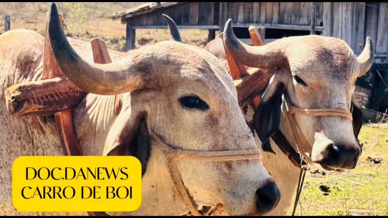 CARRO DE BOI-FAZENDA BORBOLETA